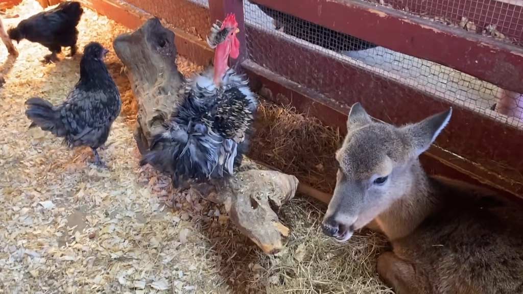  Barn Babies Traveling Petting Zoo