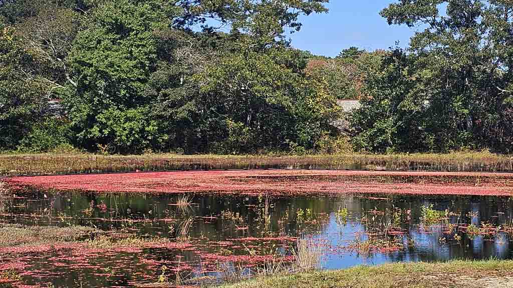 Research Cranberry Farms and Bog Tours