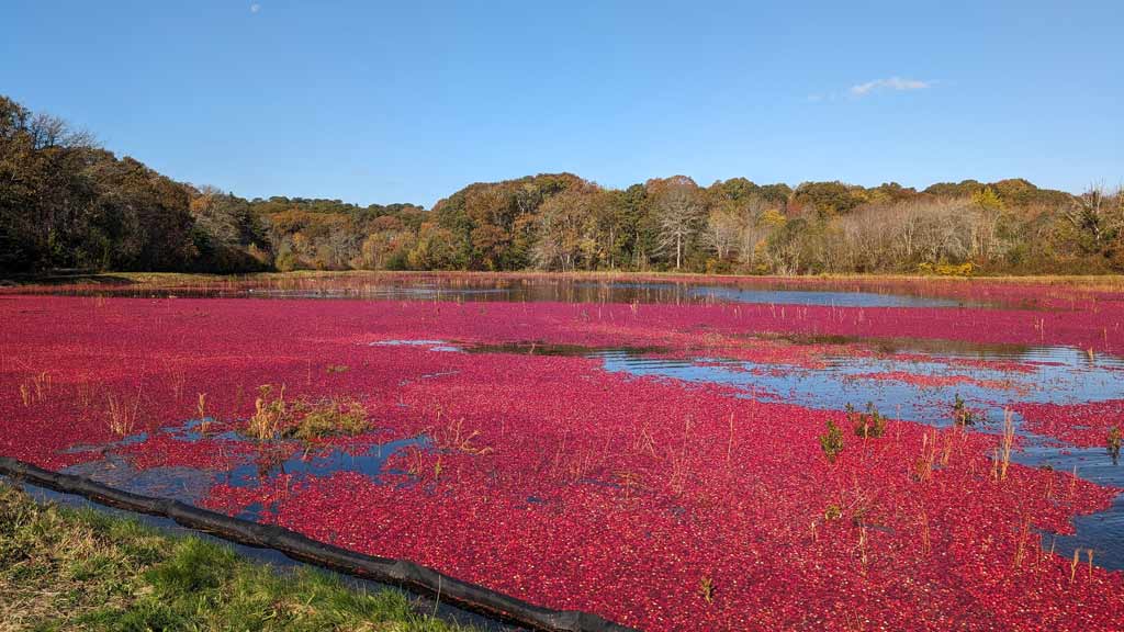 Visit Cranberry Bogs