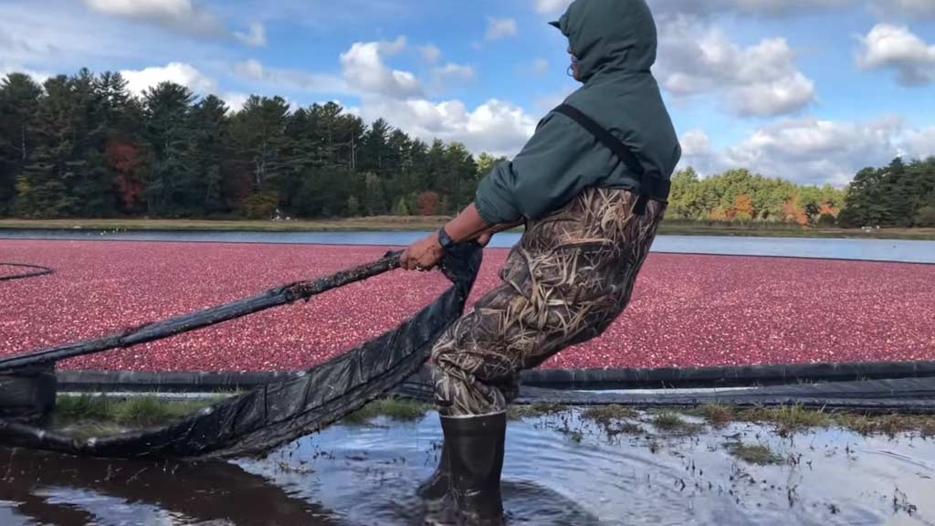  Cranberry World West (Plymouth)