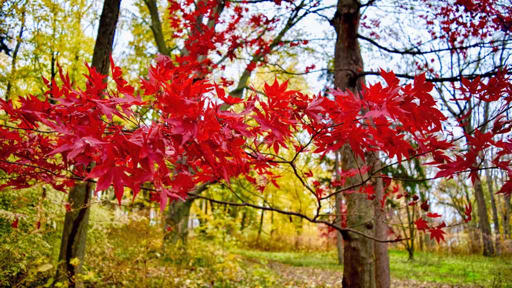 Hadwen Arboretum