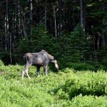 Where to Spot Moose around New England This Fall: Your Guide for Fall Sightings