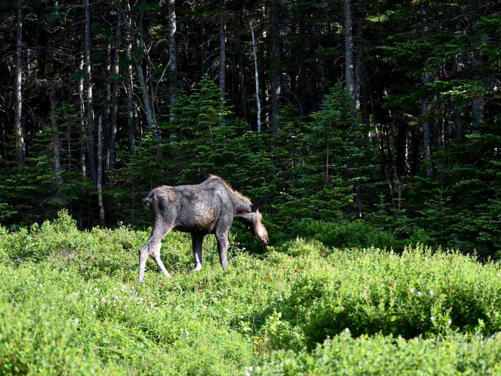 Where to Spot Moose around New England This Fall: Your Guide for Fall Sightings