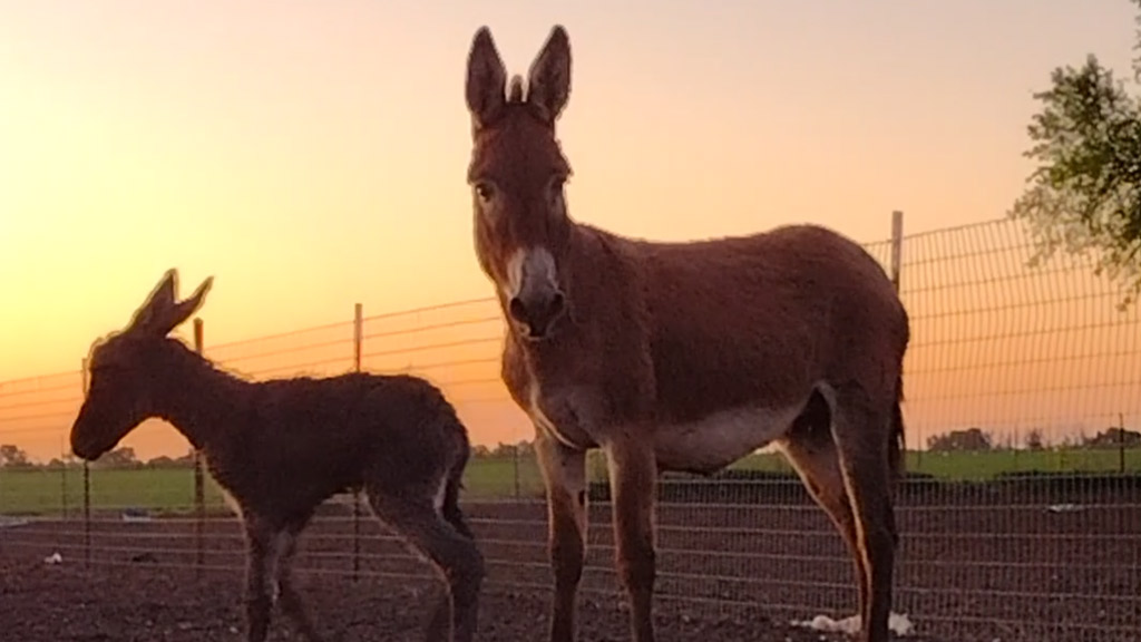 Tiny Hooves Traveling Petting Zoo