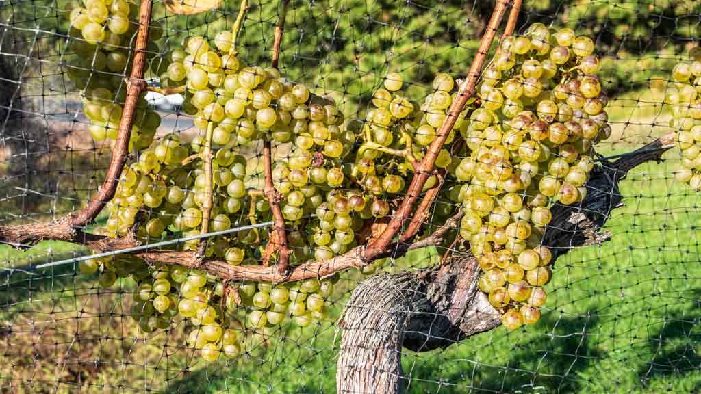 Truro Vineyards of Cape Cod