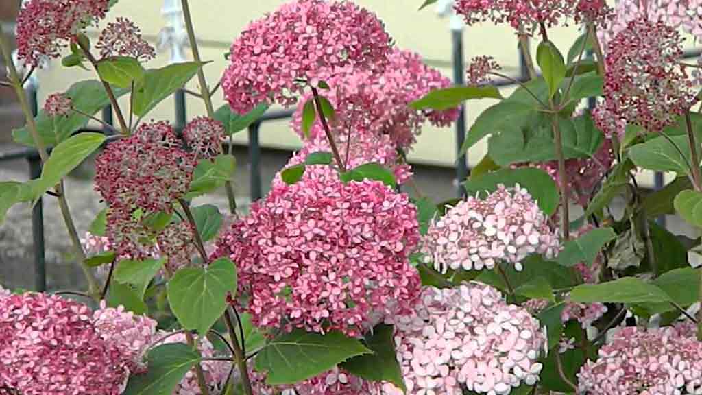 Annabelle Hydrangea (Hydrangea arborescens 'Annabelle')