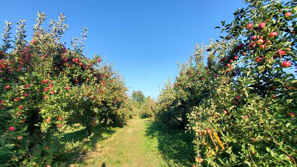 Applecrest Farm Orchards (Hampton Falls)