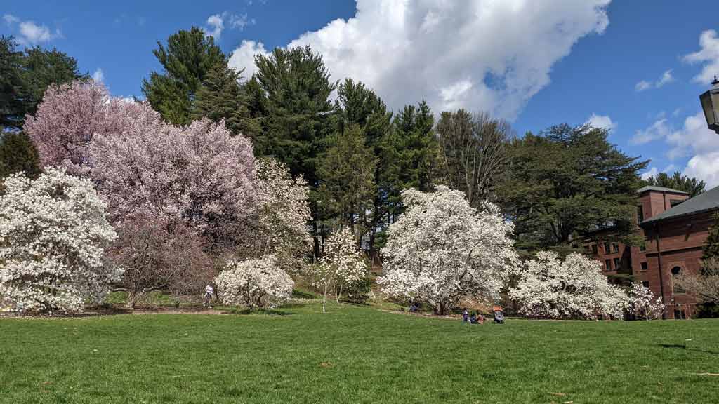 Arnold Arboretum