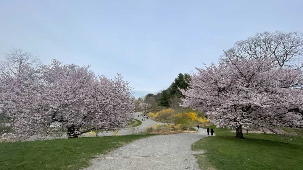 Arnold Arboretum