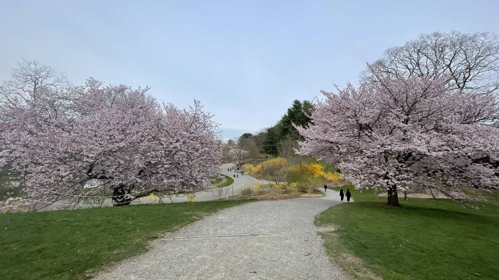 Arnold Arboretum