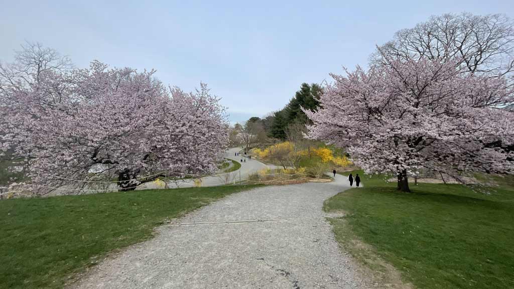 Arnold Arboretum