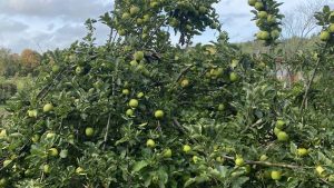 Best Apple Orchards in Massachusetts: 15 Must-Visit Apple Picking ...