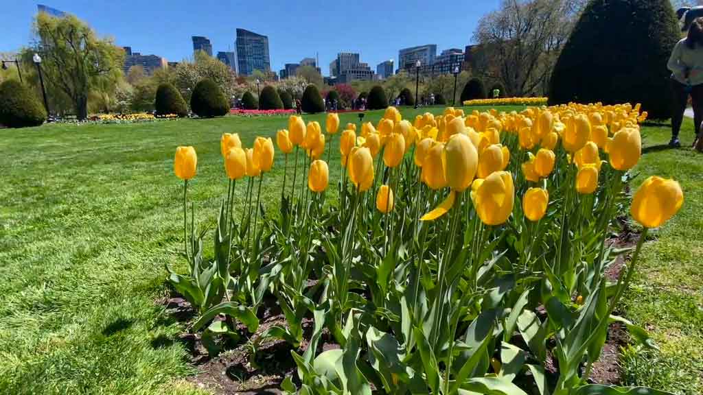 Boston Public Garden Tulip Festival  