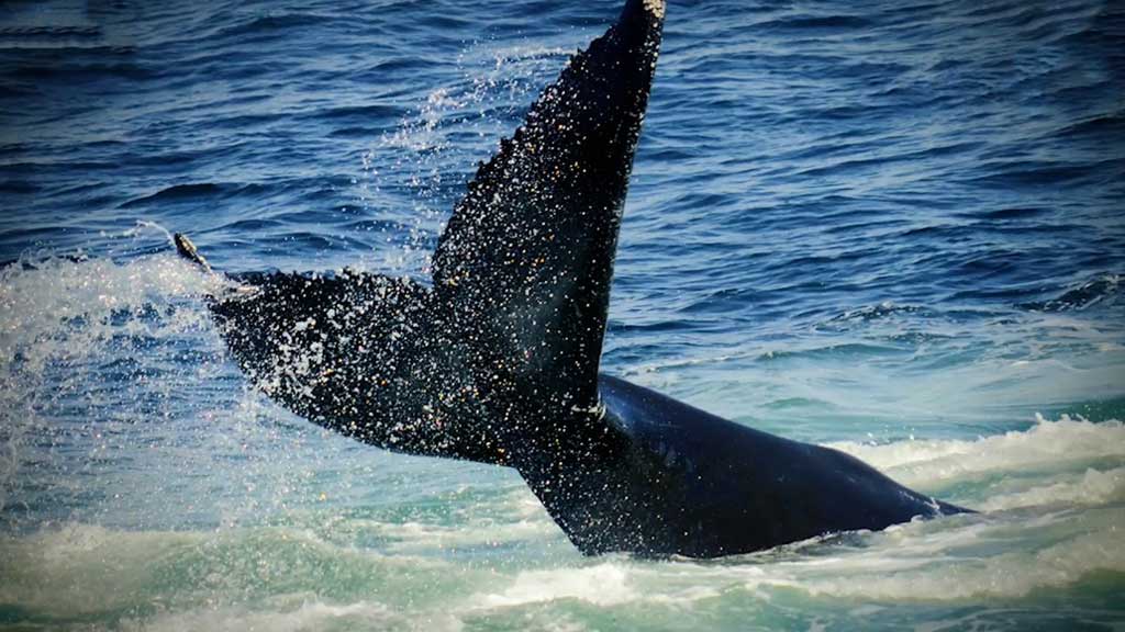 Boston Whale Watching Catamaran Cruise