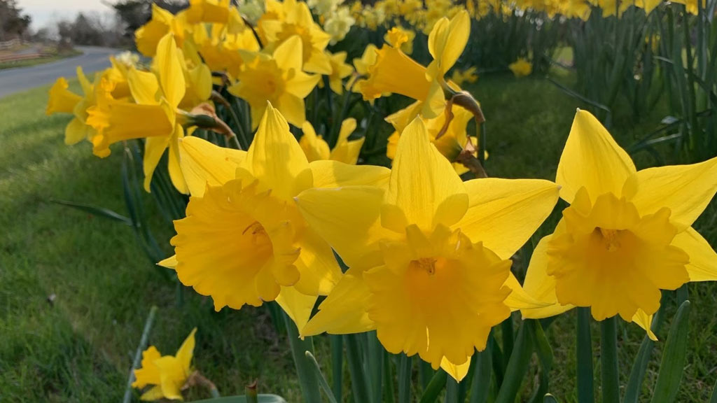 Daffodil Festival on Nantucket Island