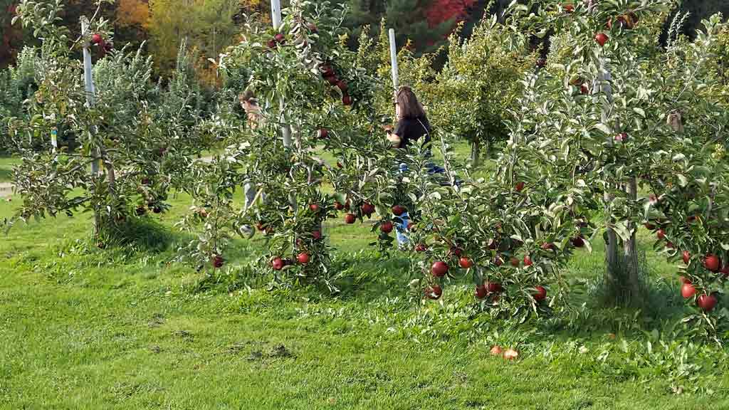 Doe Orchards (Harvard)