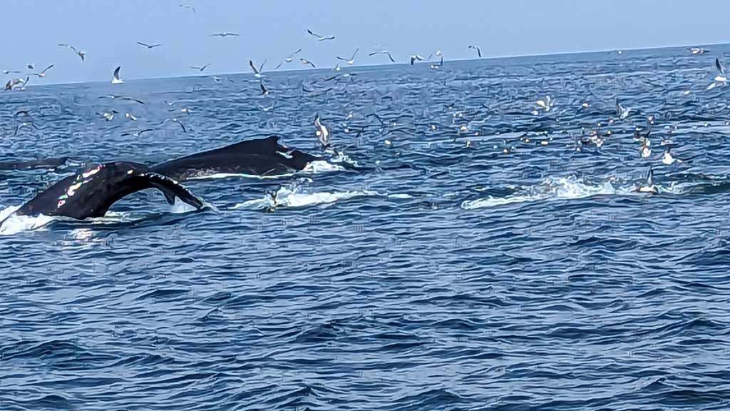 Dolphin Watching Tours off the Coast of Cape Cod