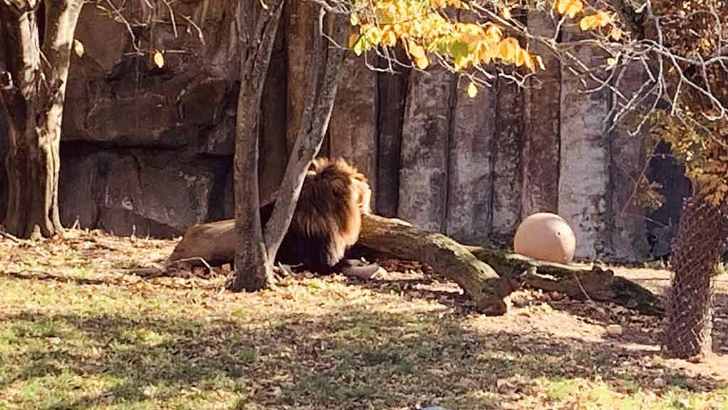 Franklin Park Zoo Parking Lot