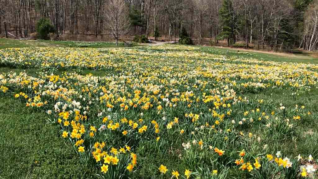 Holland in Bloom at the Tower Hill Botanic Garden