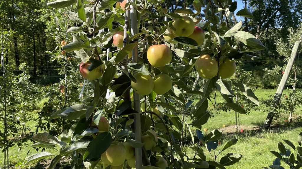 Honey Pot Hill Orchards (Stow)