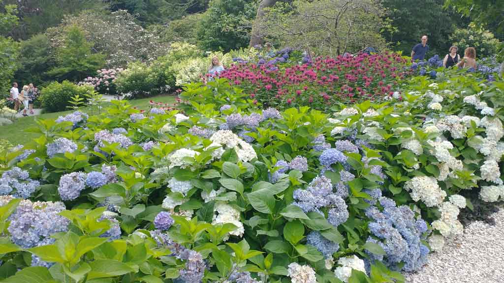 Hydrangea Festival 