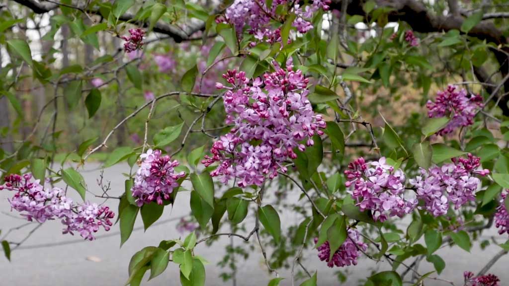Lilac Festival at Arnold Arboretum  