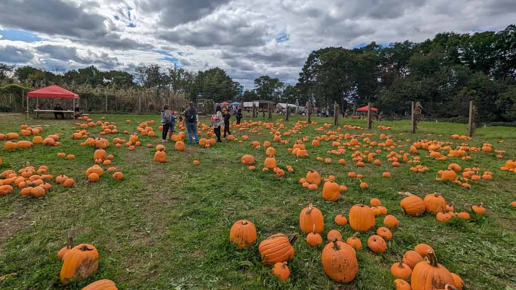 Pumpkin Patch Adventures