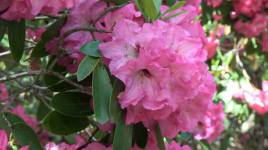 Rhododendron Festival at Heritage Museums & Gardens  