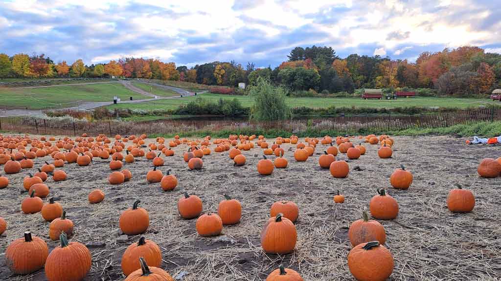 Pumpkin Patches and Apple Orchards