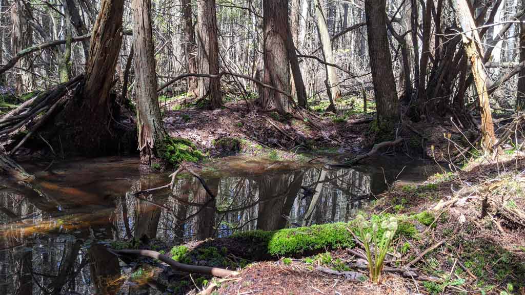  The Hockomock Swamp (Southeastern Massachusetts)