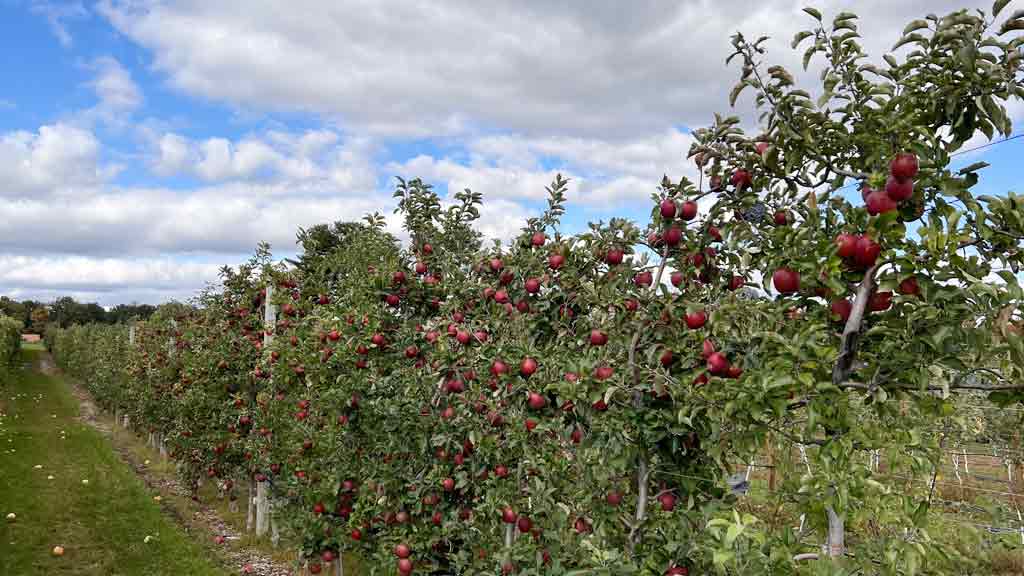 Tougas Family Farm (Northborough)