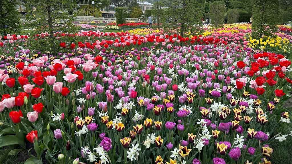 Tulip Celebration at Heritage Museums & Gardens  
