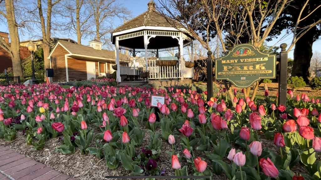  Tulip Celebration at Heritage Museums & Gardens  