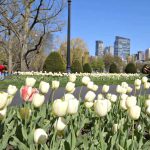 Festivals Blooming near Boston This Spring