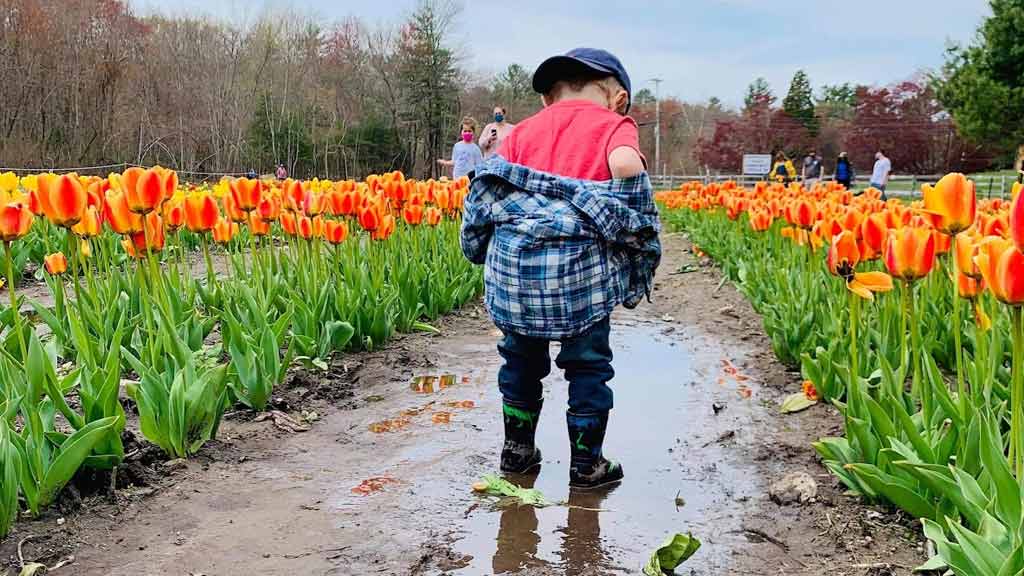 Tulip Festival at the Boston Public Garden