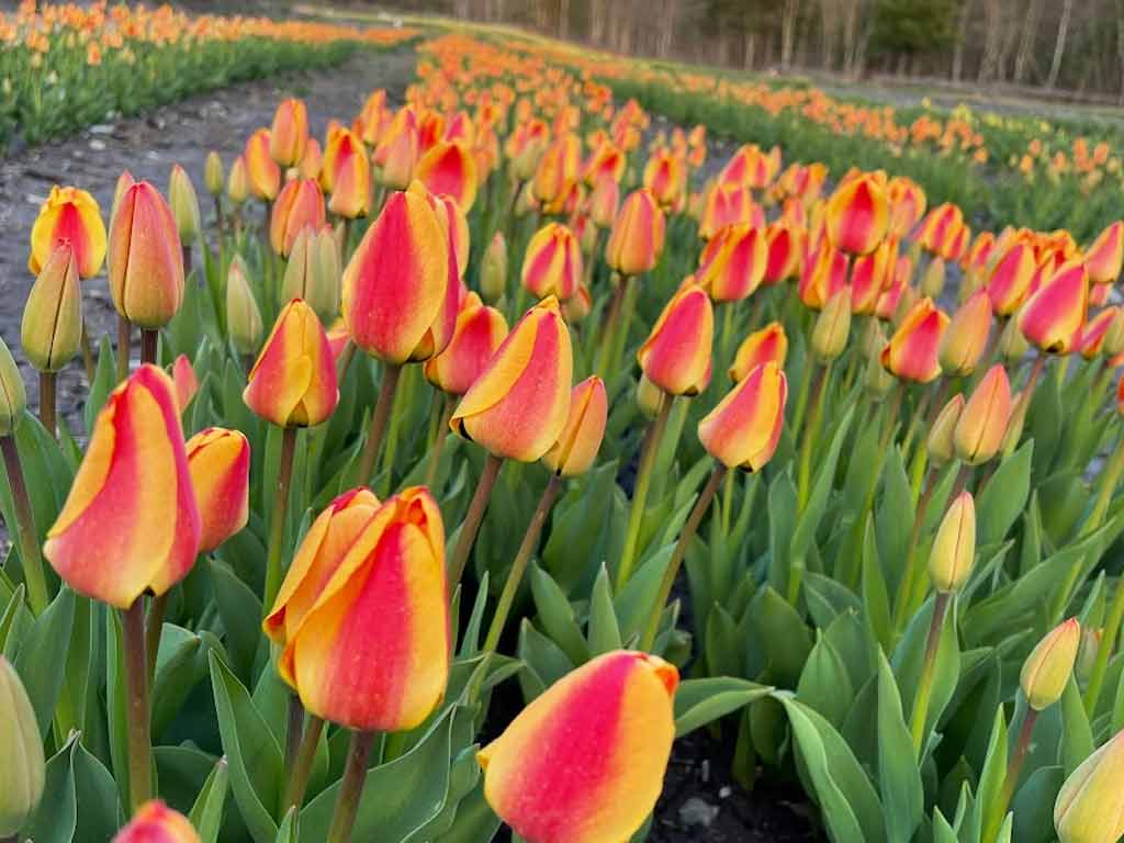 Celebrating Color At Tulip Festival In Massachusetts - Thebostondaybook.com