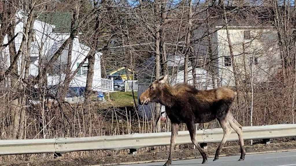 moose Massachusetts