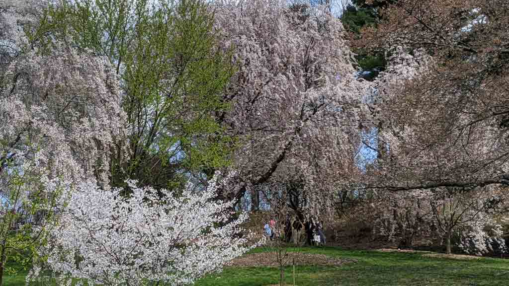 Arnold Arboretum