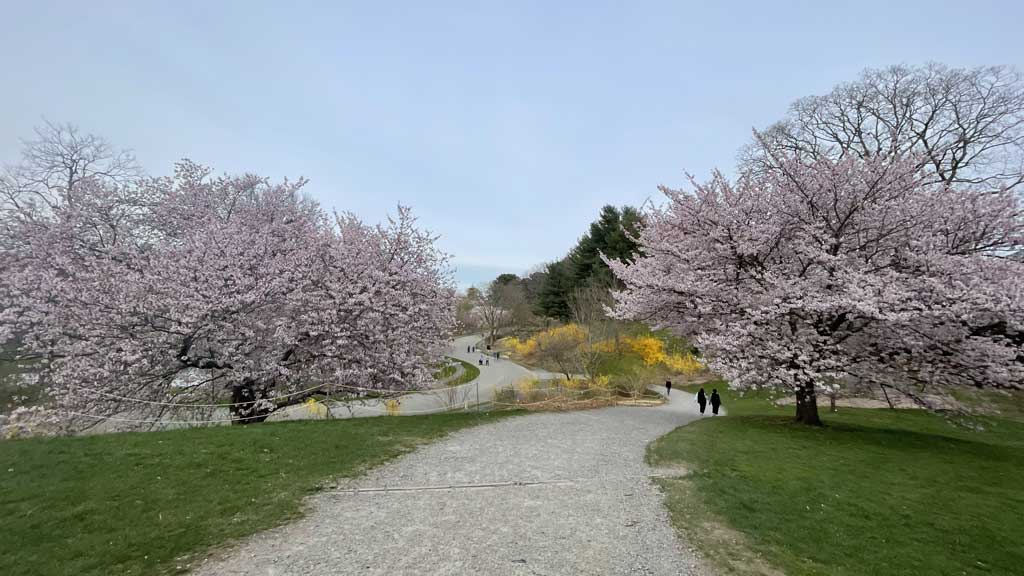 Arnold Arboretum