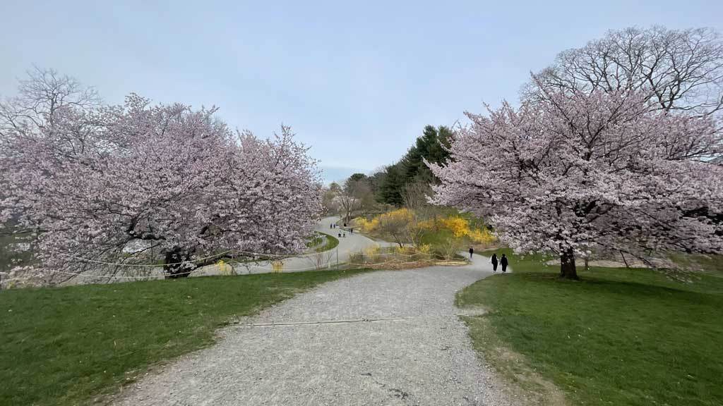 Arnold Arboretum’s Botanical Beauty