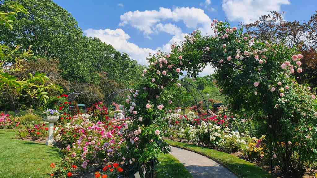 Cultural Fusion at the Kelleher Rose Garden