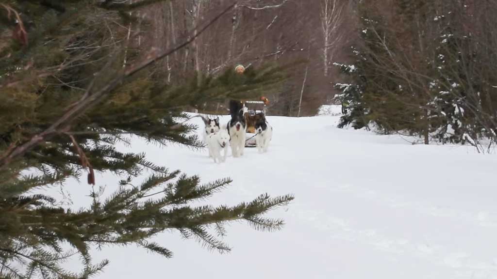  Dog Sledding in Maine