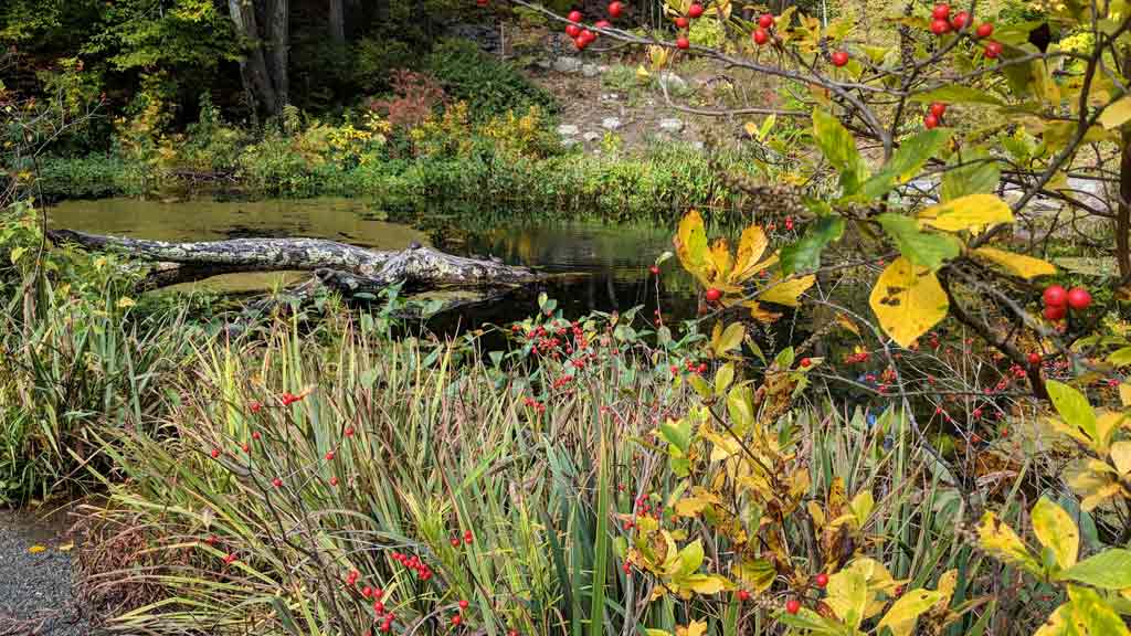 Garden in the Woods