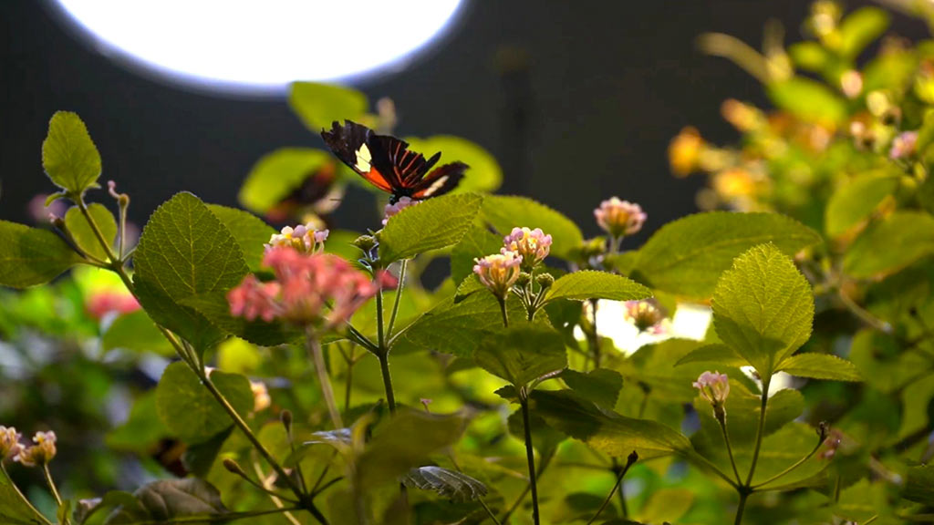 New England Aquarium Butterfly Garden