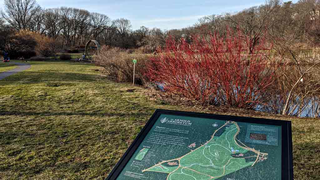 The Allure of Arnold Arboretum