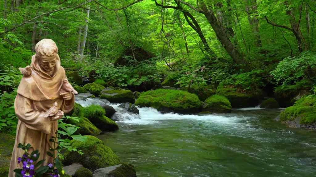 The Spiritual Calm of St. Francis of Assisi Garden