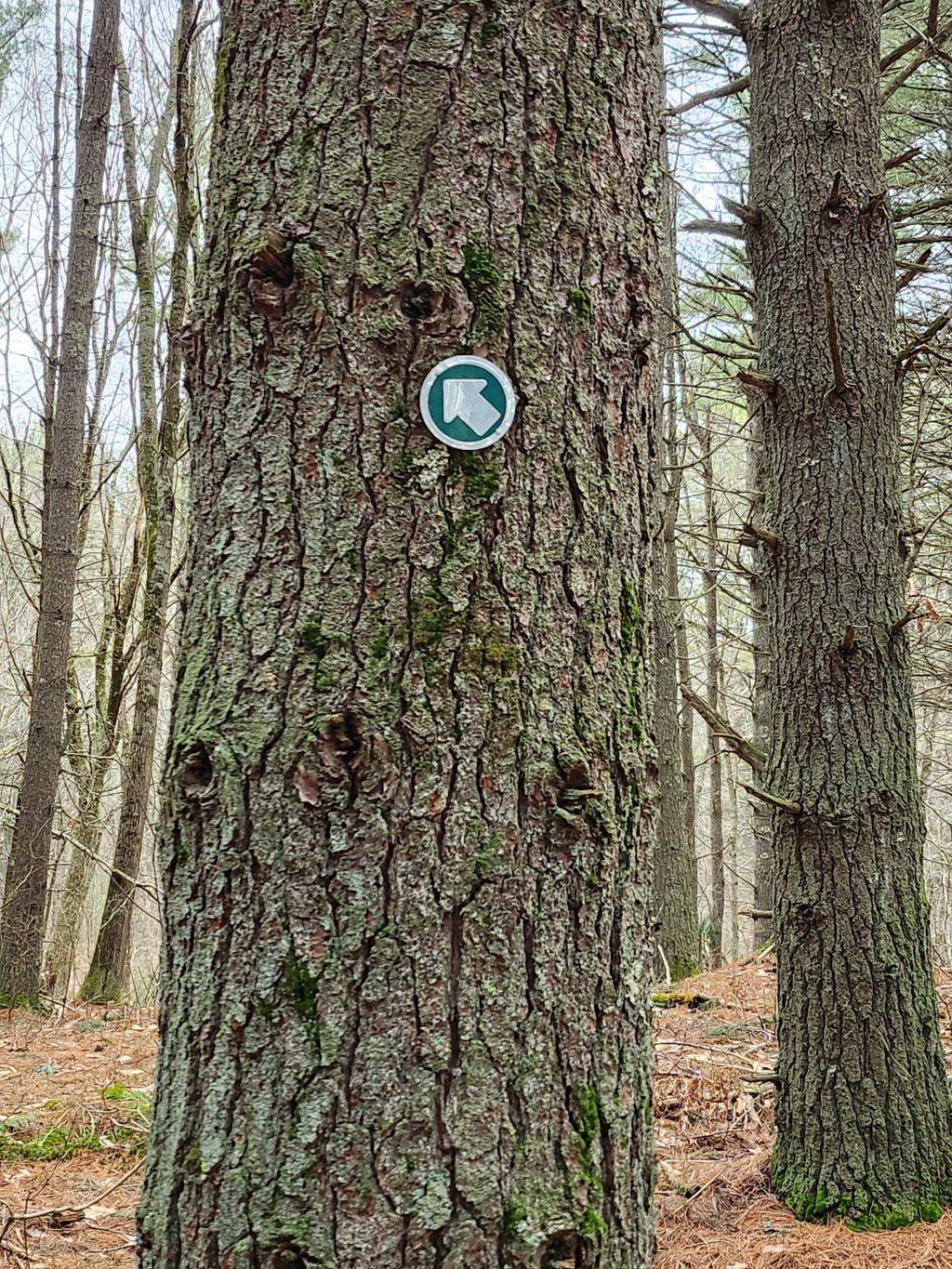 Woodchuck-Trail