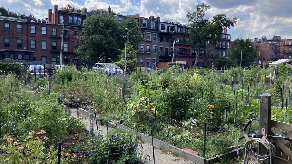 Worcester Street Community Garden