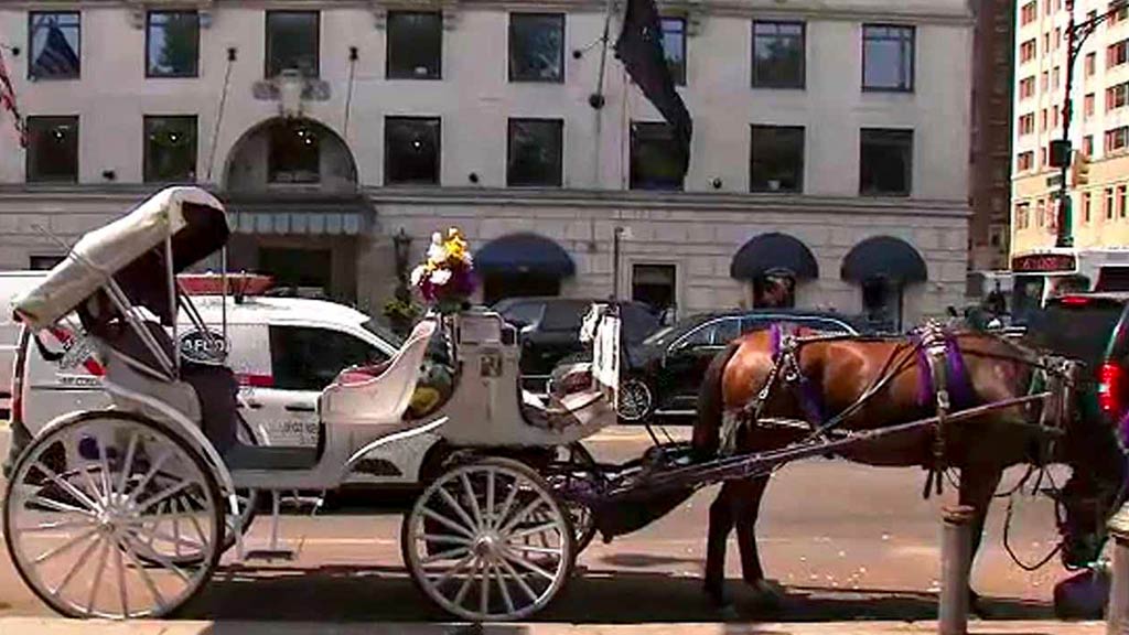 horse-drawn carriages Audubon Circle