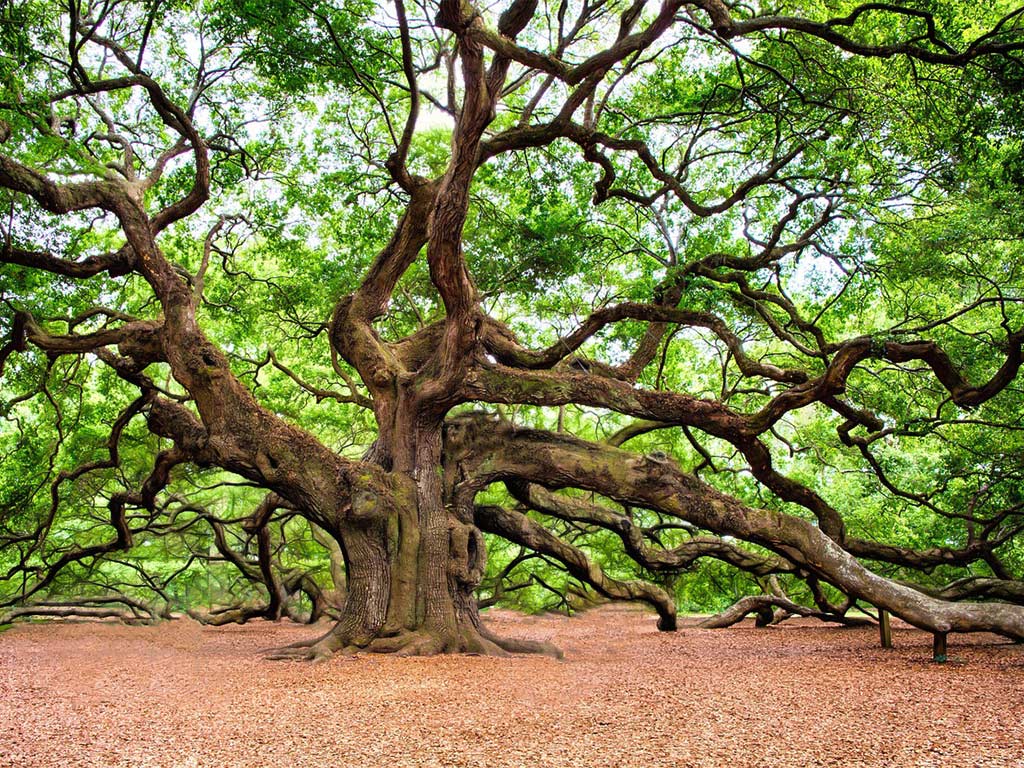 Exploring the Rich History and Legacy of the Salem Oak Tree ...